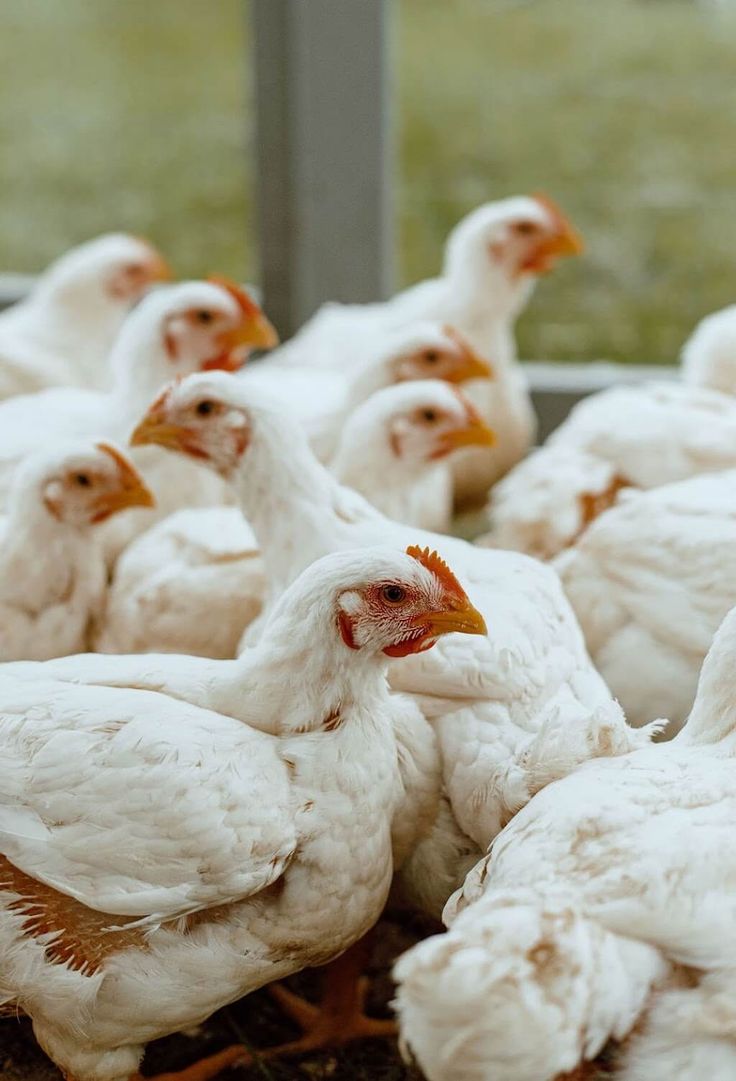 Chicken